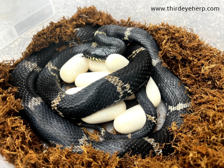 Russian Rat Snake